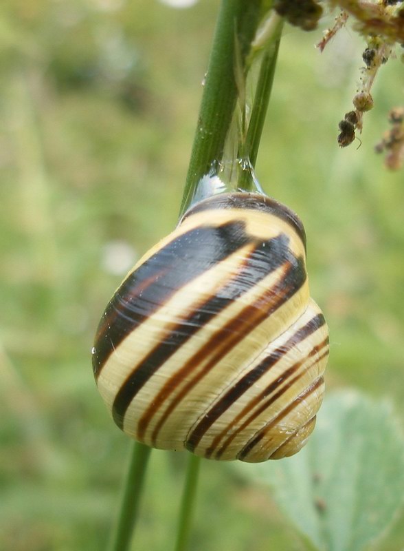 a snail hanging off the side of a plant
