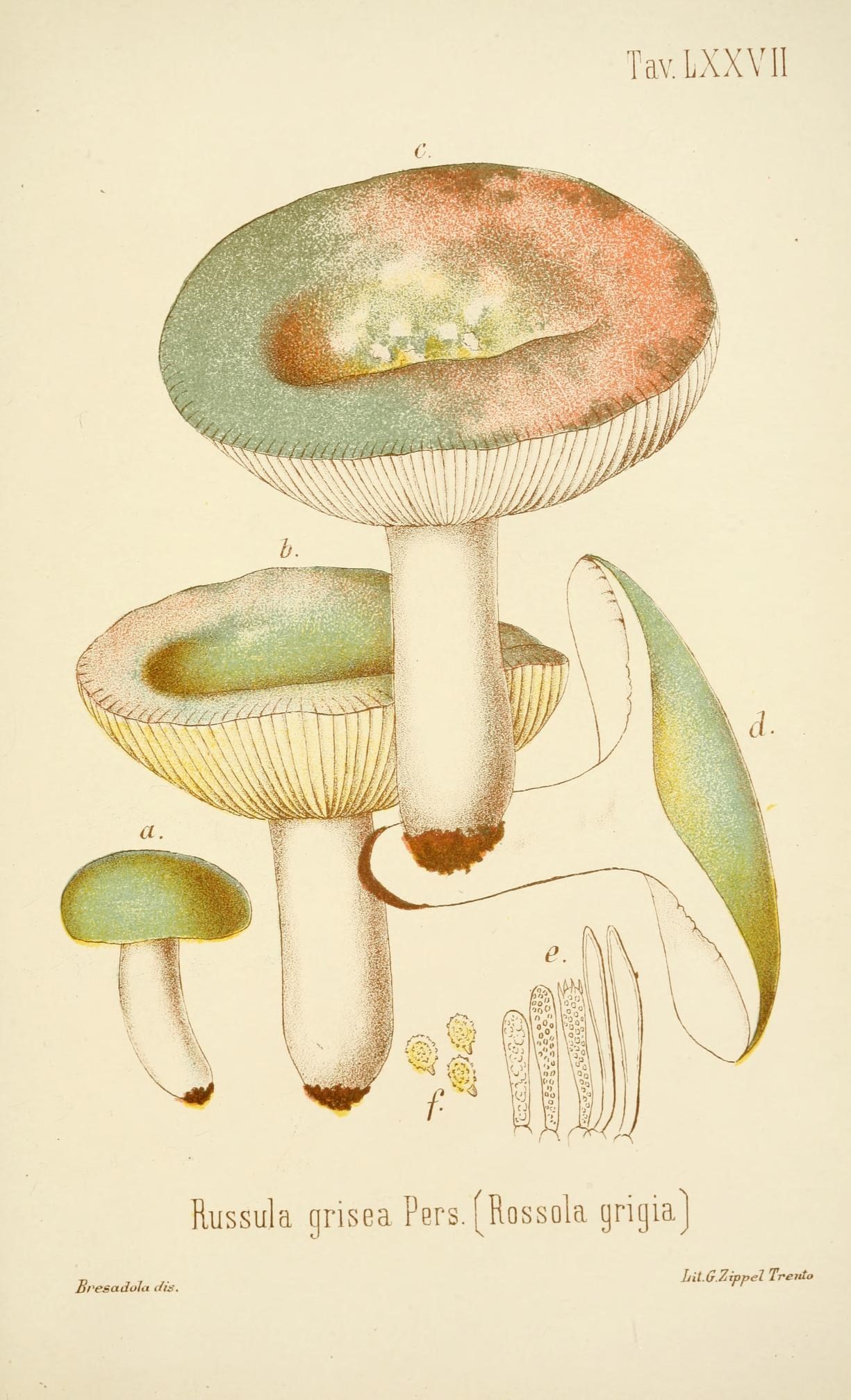 three mushrooms and one is green, white and brown