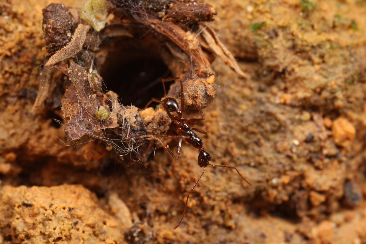 two bugs sitting on top of dirt covered ground