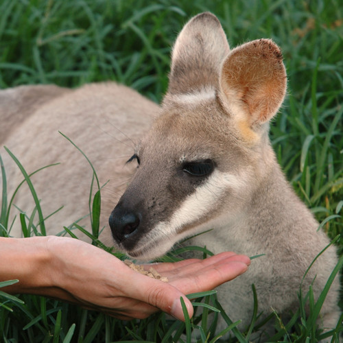a small deer with its face on someones hand