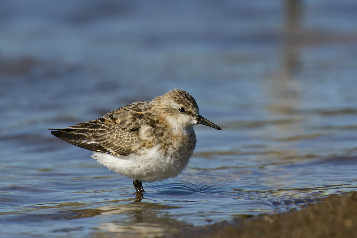 the small bird is wading in some water