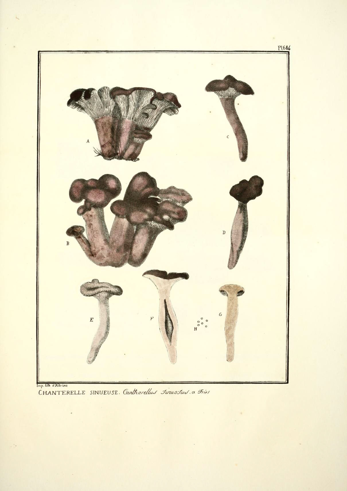 a picture of mushrooms and mushrooms with different kinds