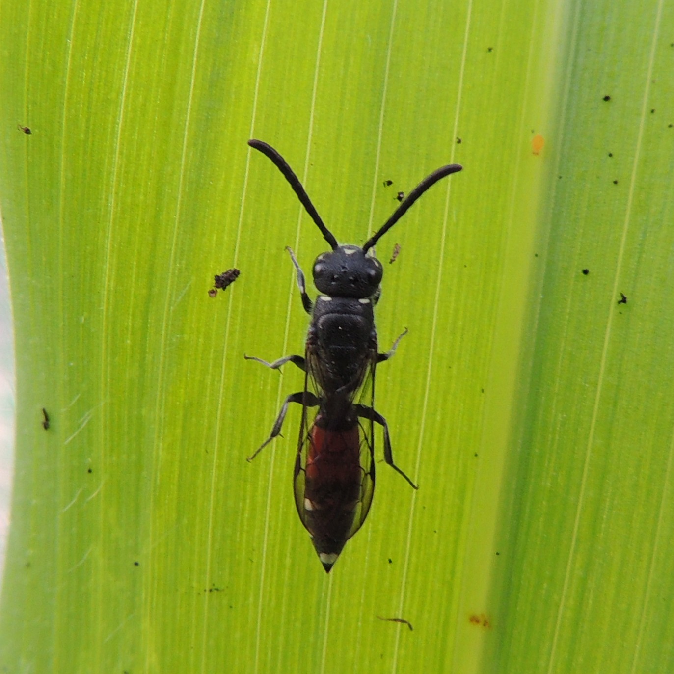 a black bug sitting on top of green leaf