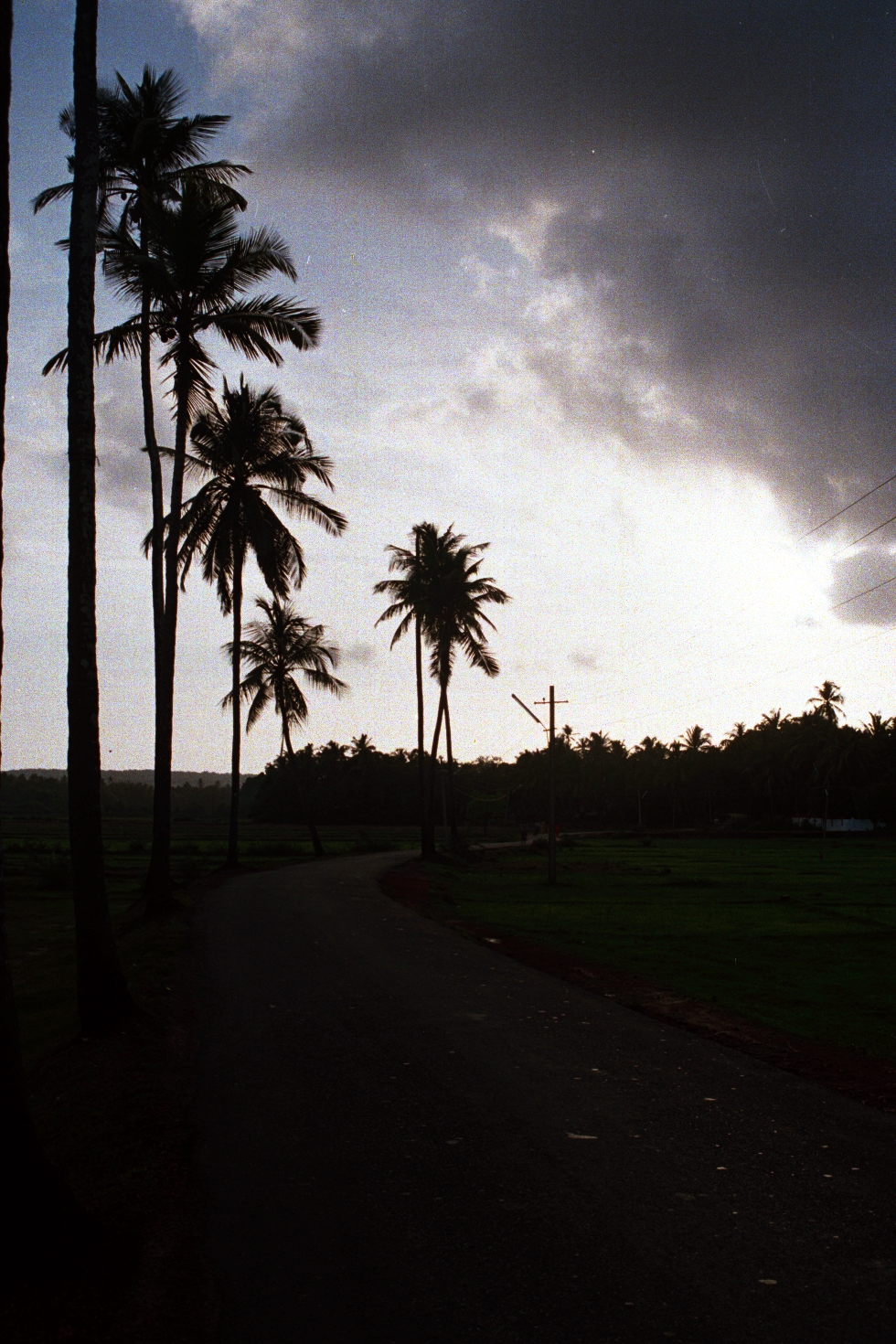 there is a road surrounded by palm trees