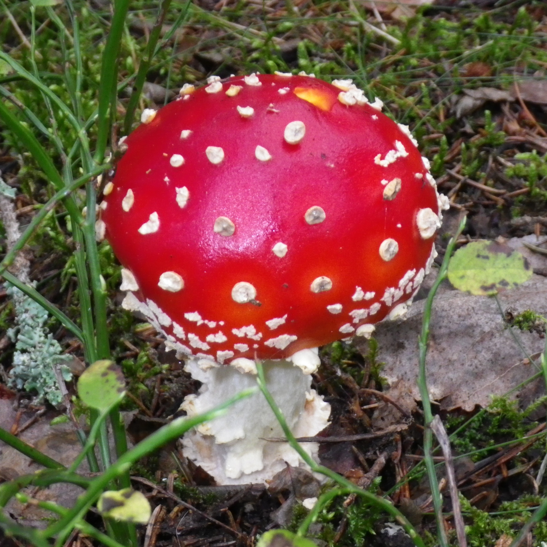 red mushroom growing in grass on the ground
