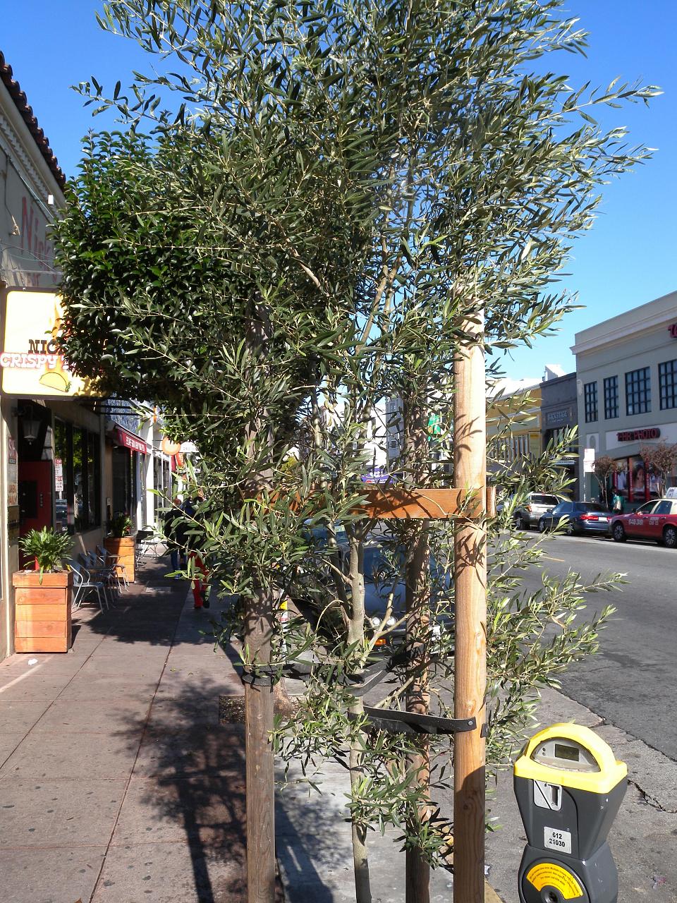 an empty sidewalk with two parking meters, trees and stores