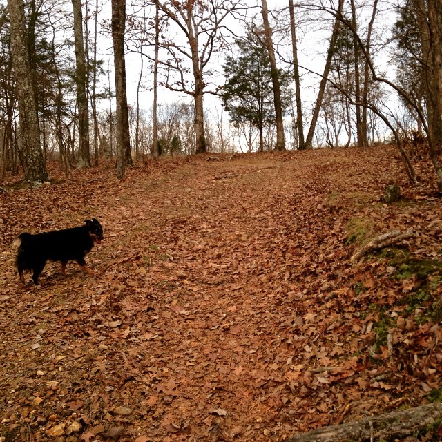the dog is walking down the hill in the woods