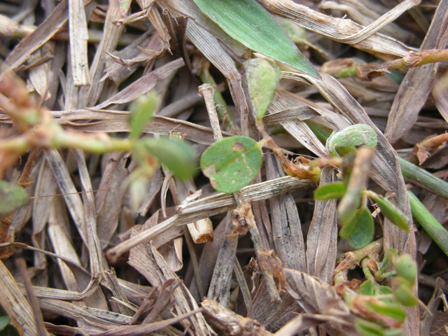 a close up of a weedy plant with leaves in the soil