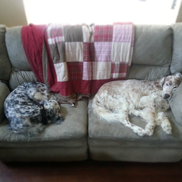 two dog laying on top of a couch next to each other