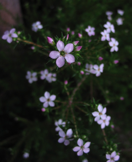 some small pink and white flowers growing