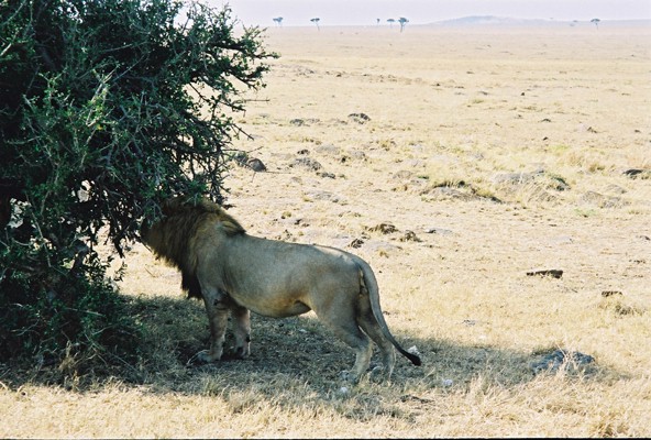 there is a lion that is standing in the grass