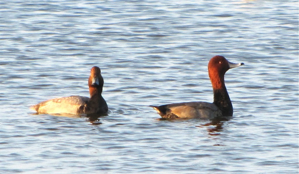 two waterfowls swimming on a body of water