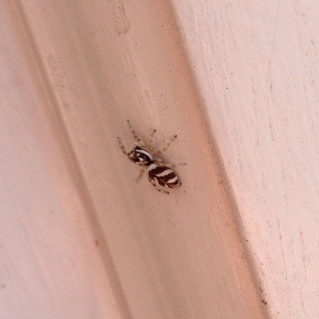 a close up of a flying insect on a wall