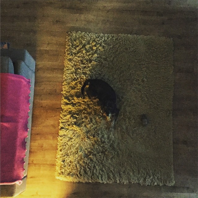 a black cat lying in the middle of a rug