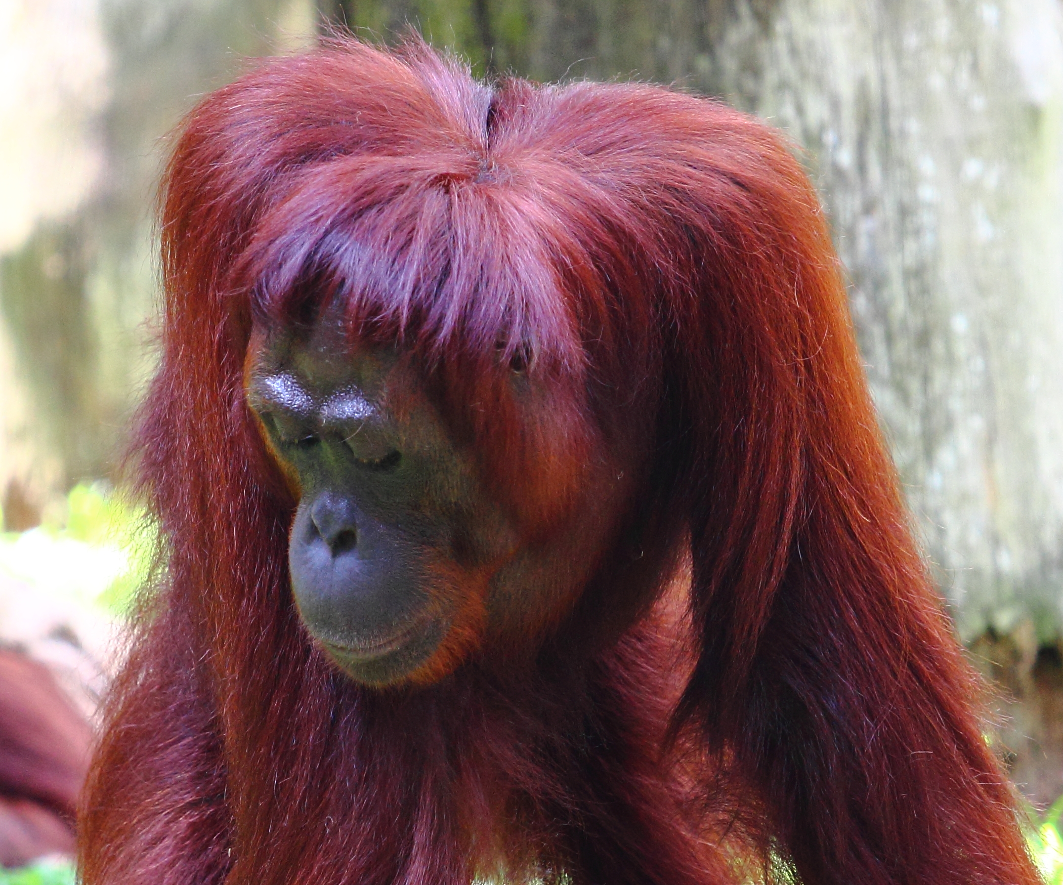 an orangua standing on top of grass next to a tree