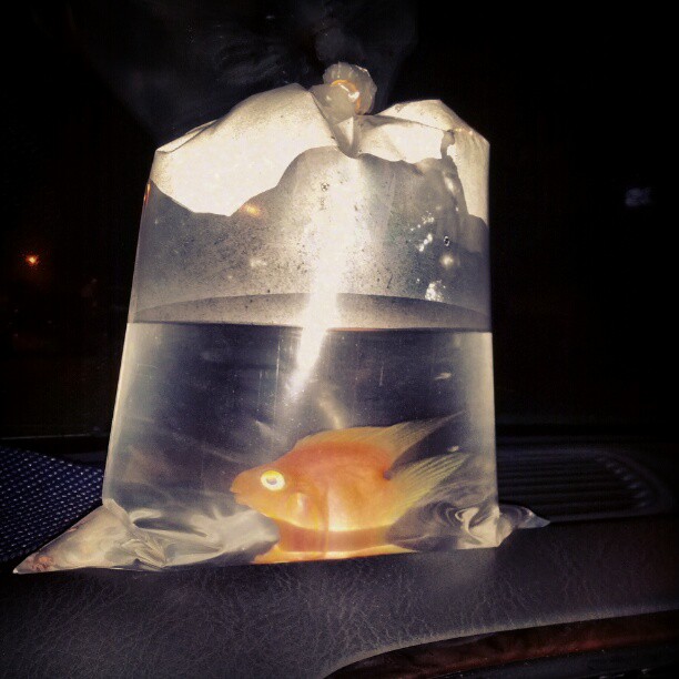 fish that is sitting in an ice pack
