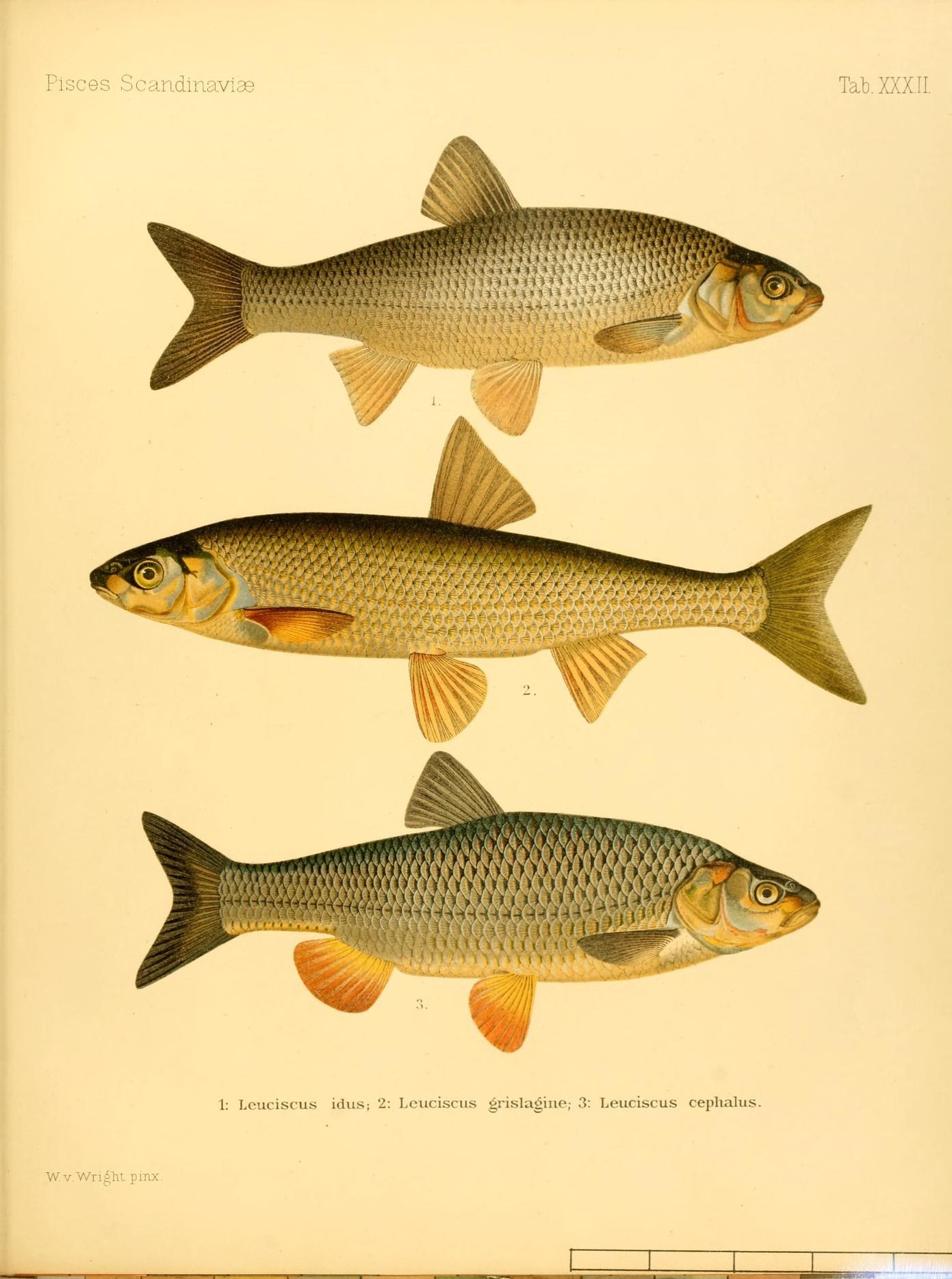 three different types of fish on a white background
