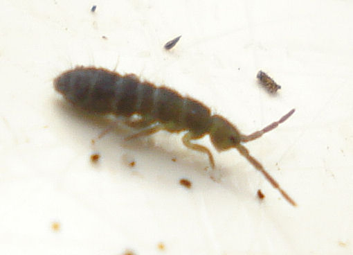 closeup of a brown and black insect on a white surface