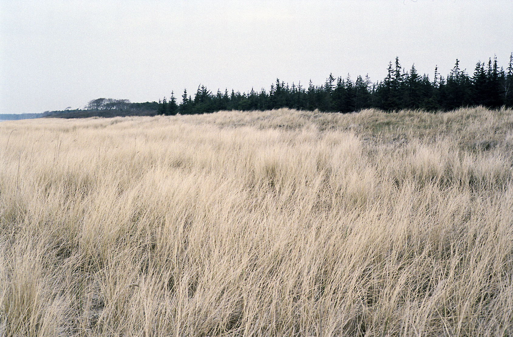 a field with tall dry grass and several trees