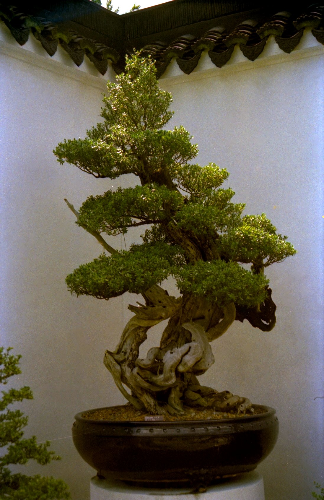 a bonsai tree sitting in a pot outside a building