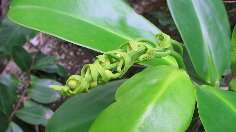 a green plant with small leaves near some nches