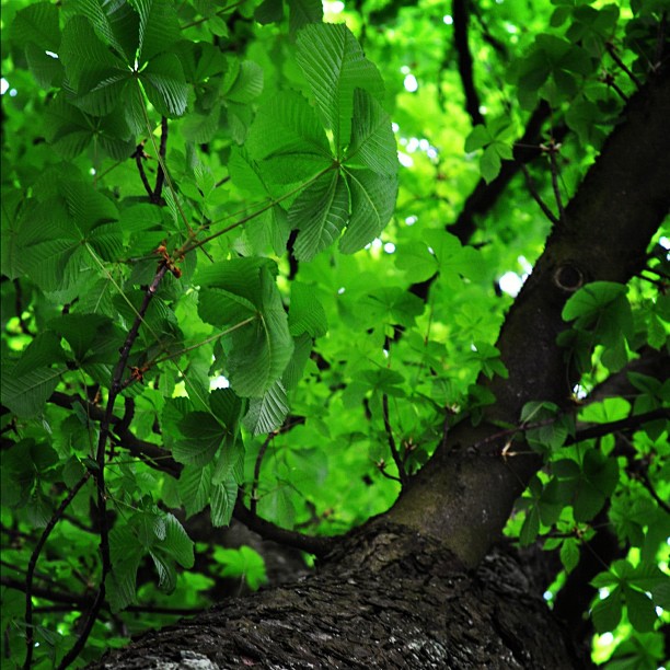 green leaves cover the nches of a tree