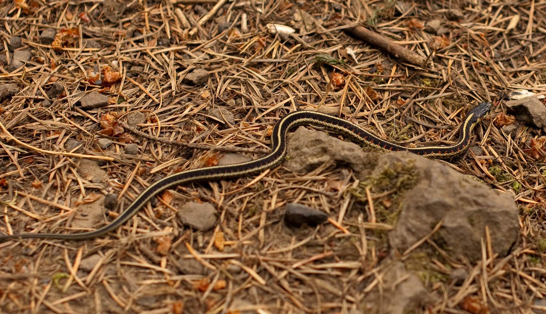 a snake is standing on the ground in a grass field