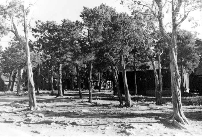 a black and white po of a grove of trees
