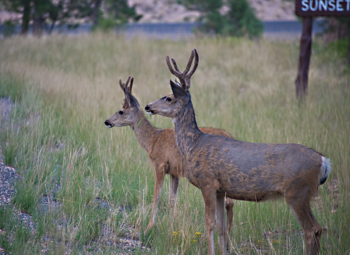 two deer with antlers on it standing in the grass