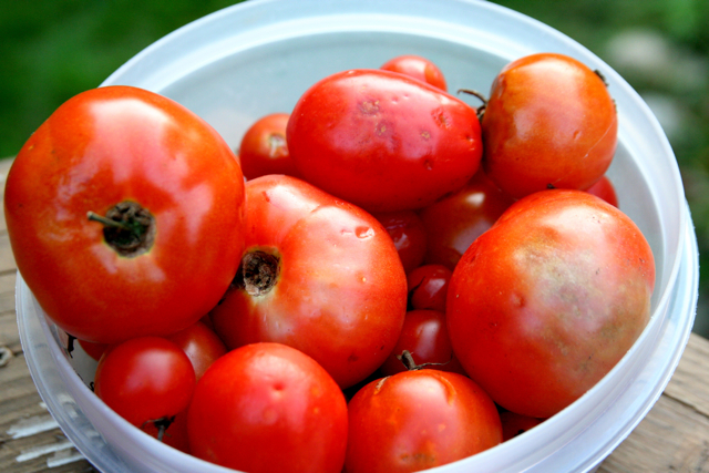 a white container filled with lots of red tomatoes
