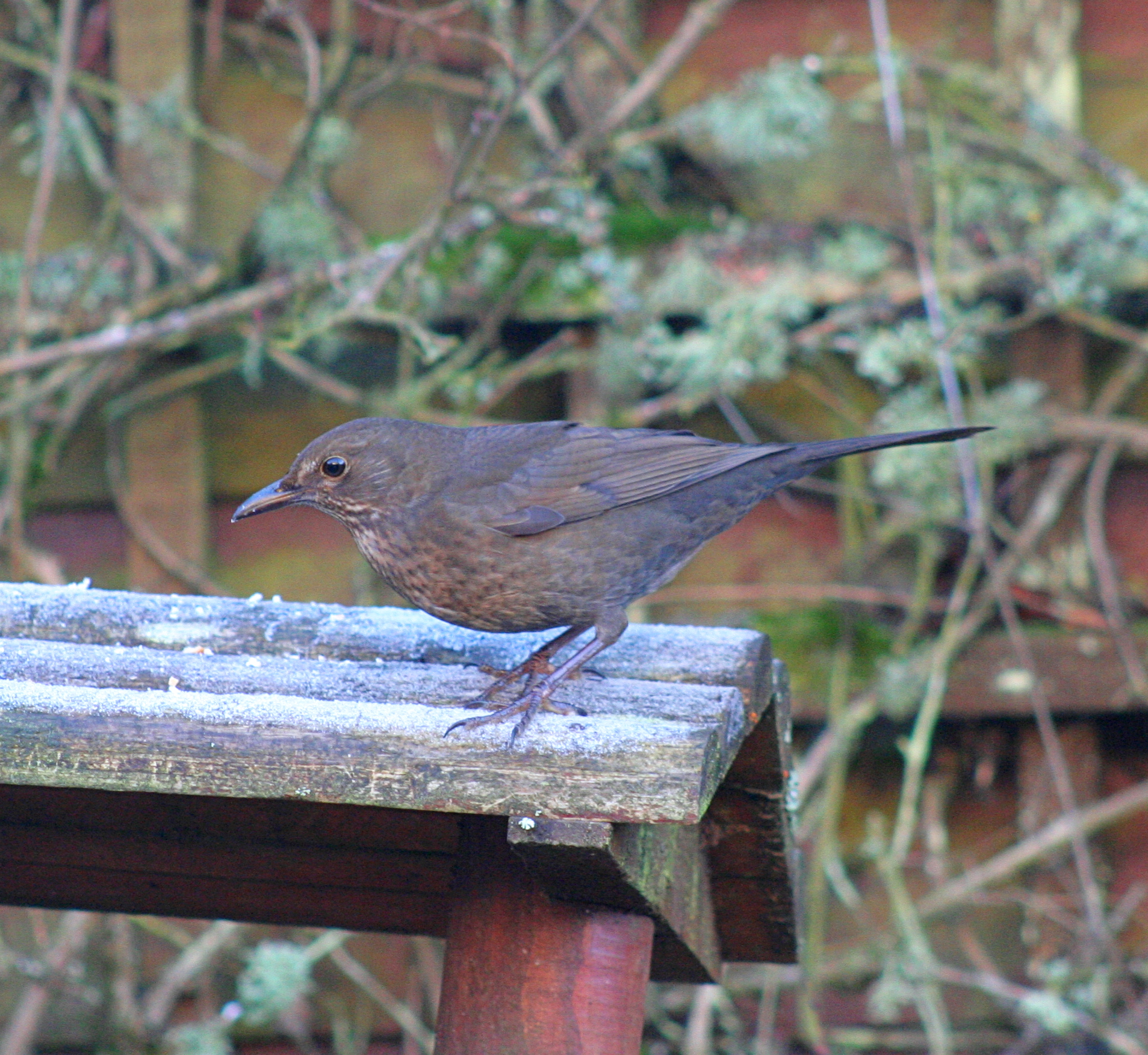 the bird is standing on the picnic table outside