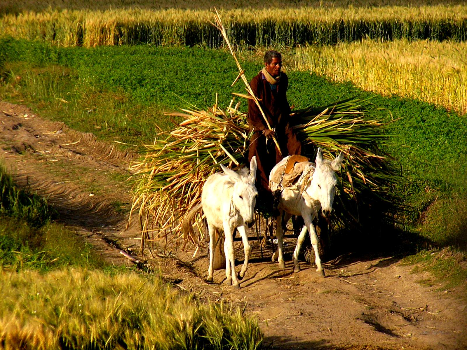 man and two goats are hauling a hay