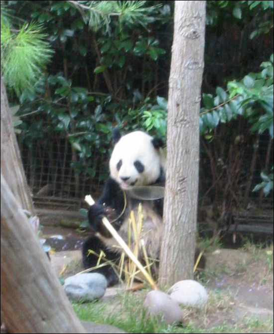 a panda bear sitting on a ground with a bamboo stick