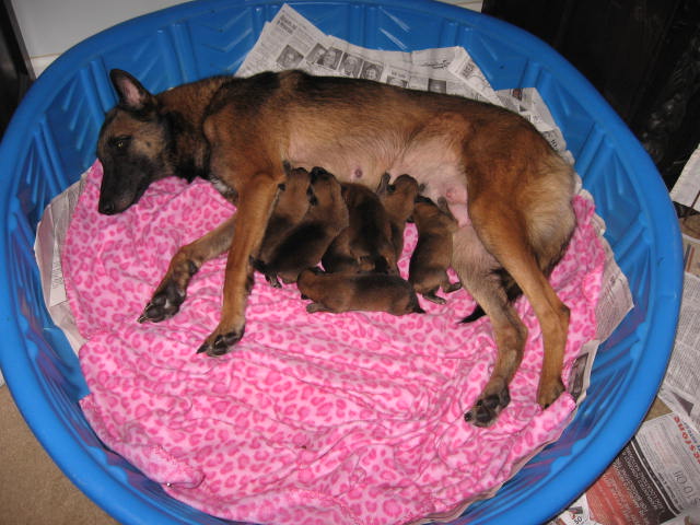 a brown dog lying on top of a pile of puppies
