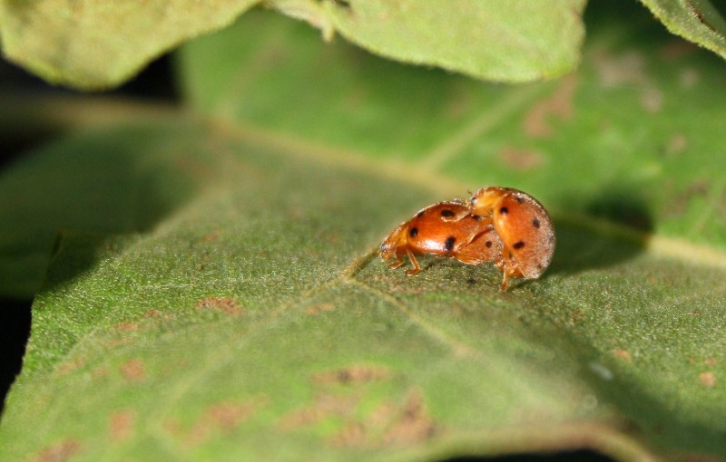 a ladybug crawling on the leaves of a plant
