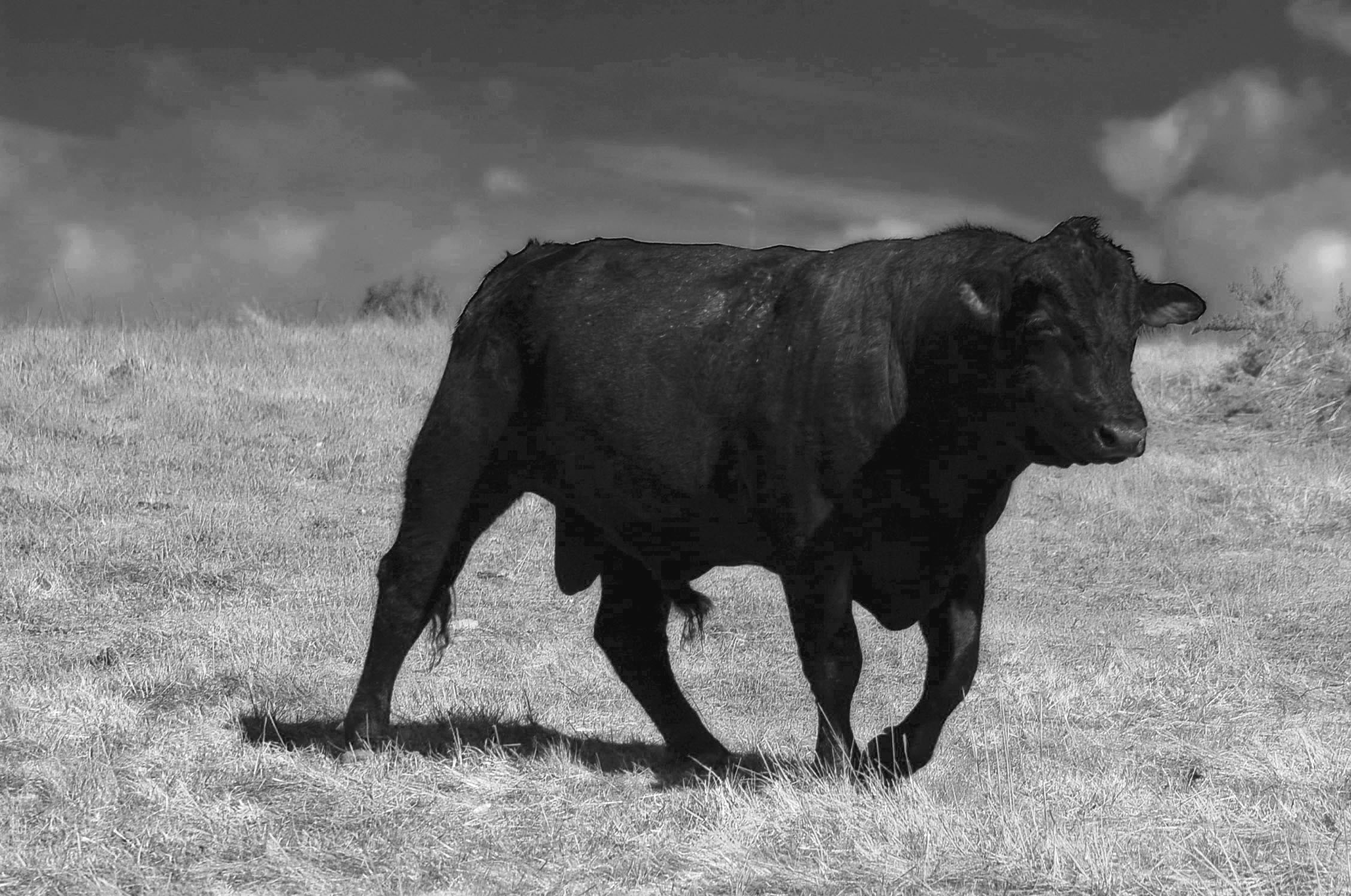 the cow is in the pasture walking alone