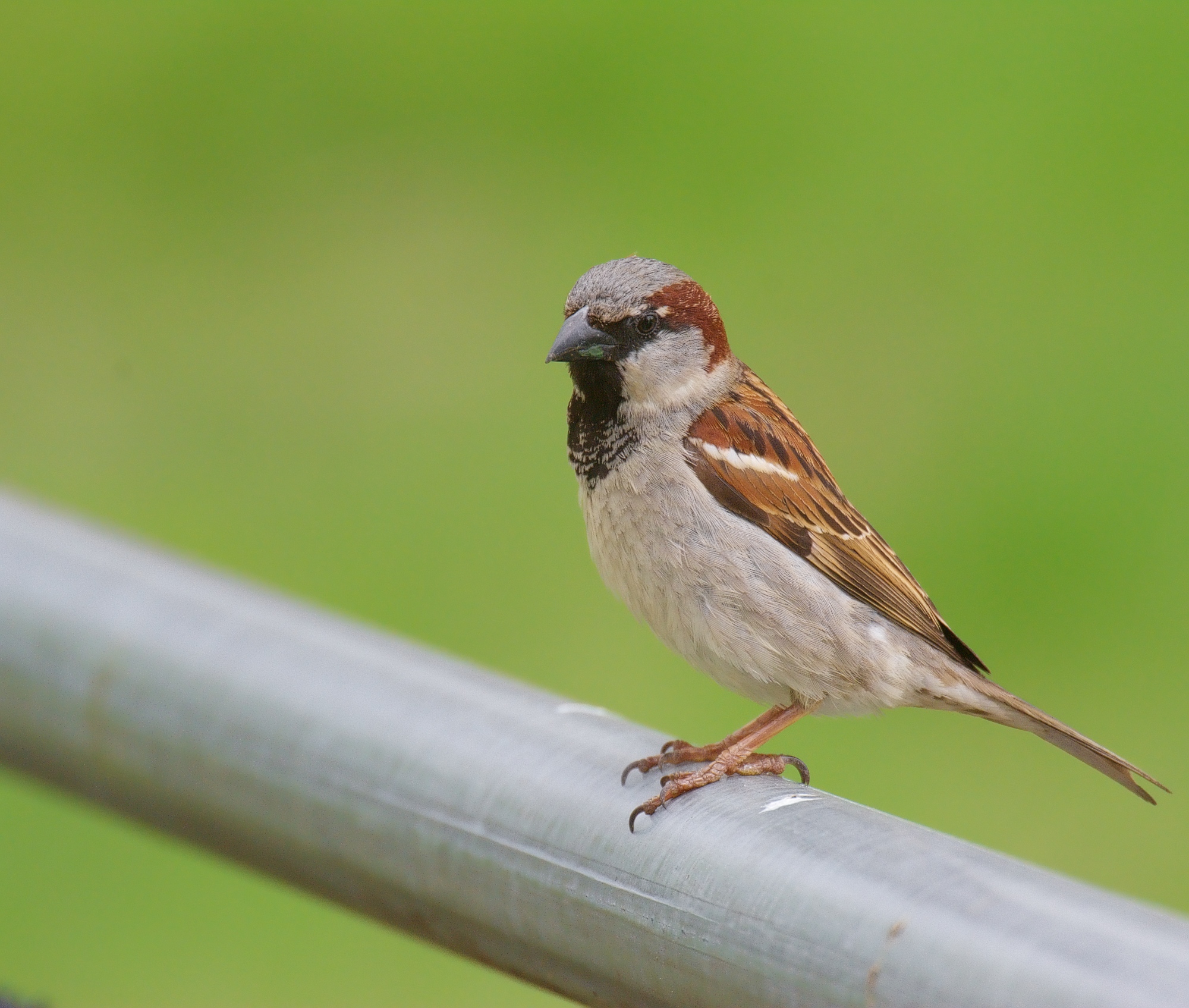 there is a brown bird standing on a bar