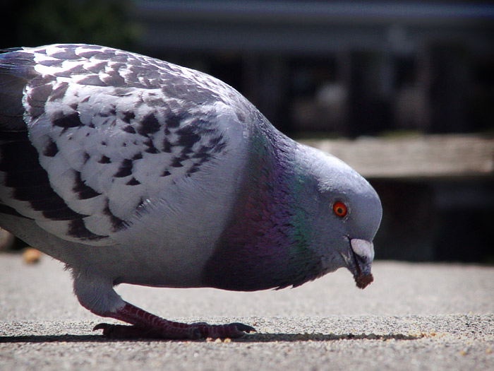 a colorful bird standing on the street with it's beak open