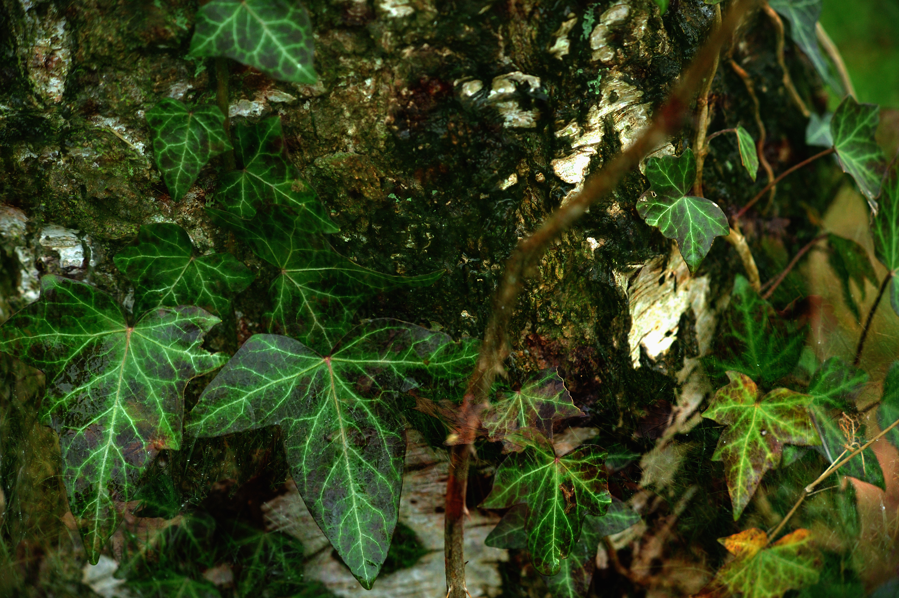 closeup s of green leaves on tree nches