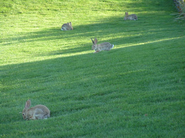 four rabbits are sitting on the grass in front of some bushes