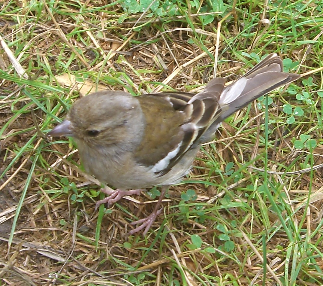 a small bird stands on the grass with it's beak open