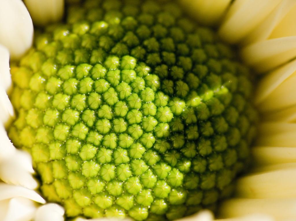 a close up of the center of an white flower