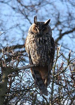 a bird with a large beak sitting on top of a tree nch