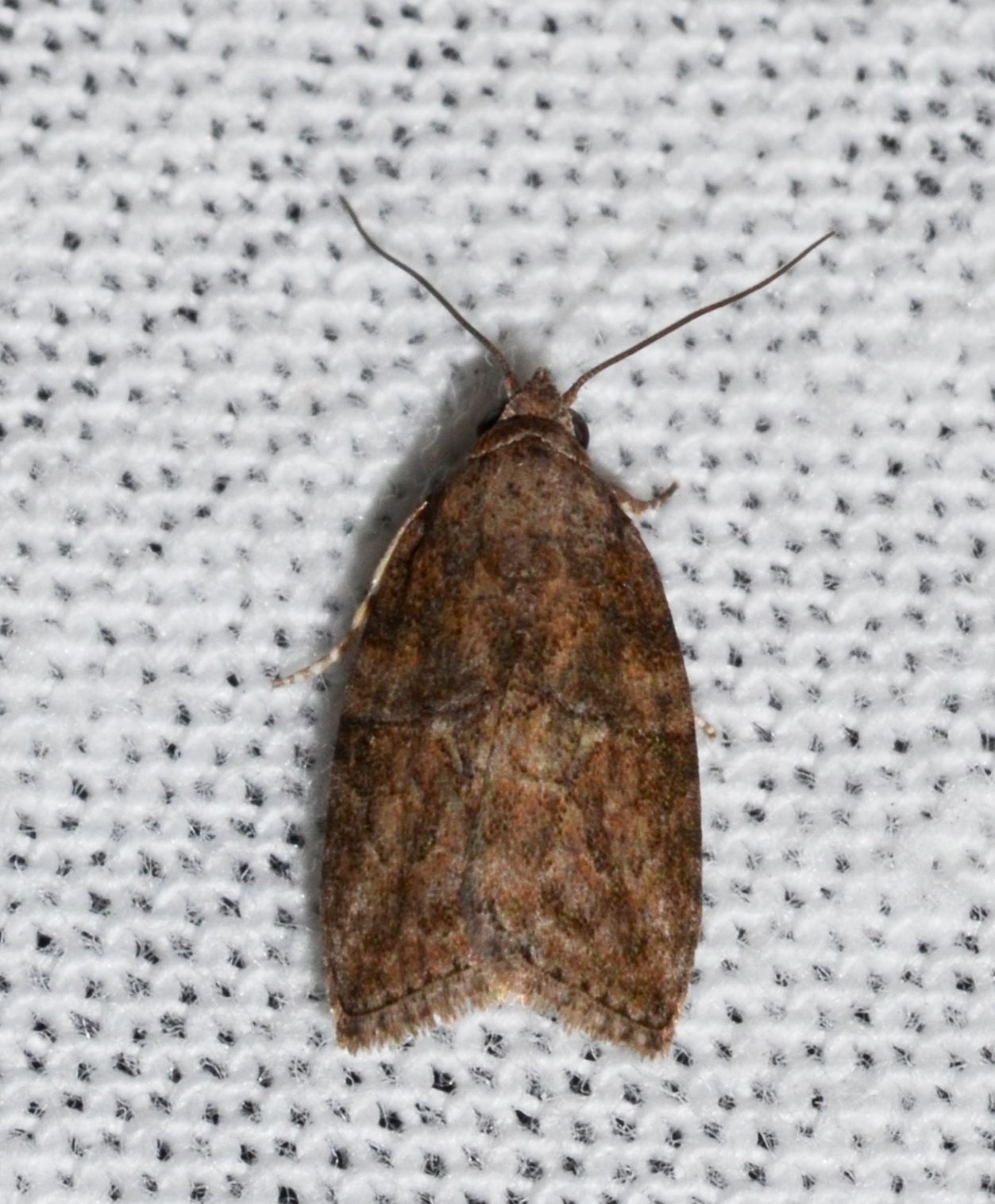 a brown moth is sitting on top of a white cloth