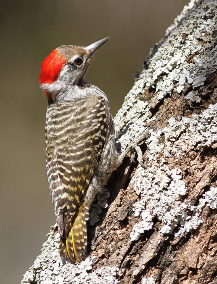 a bird with red head and body perched on tree trunk