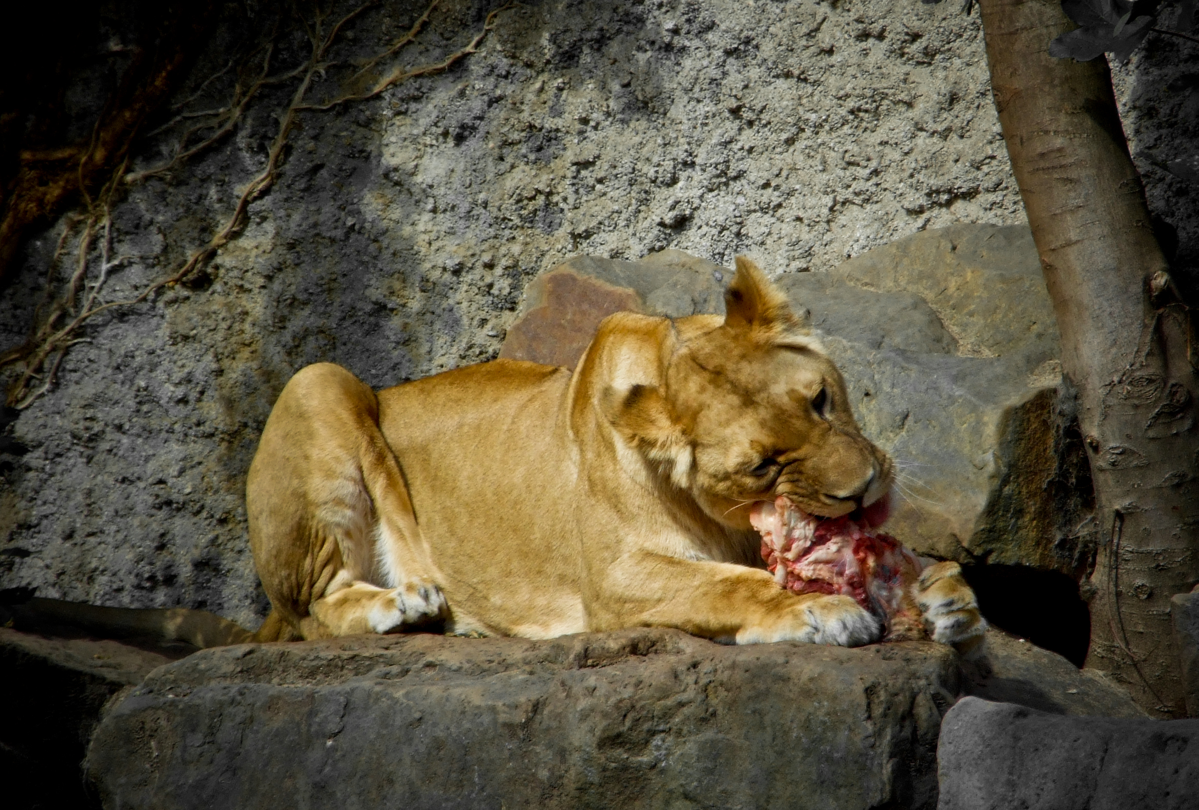 a lion rests with his mouth open while eating