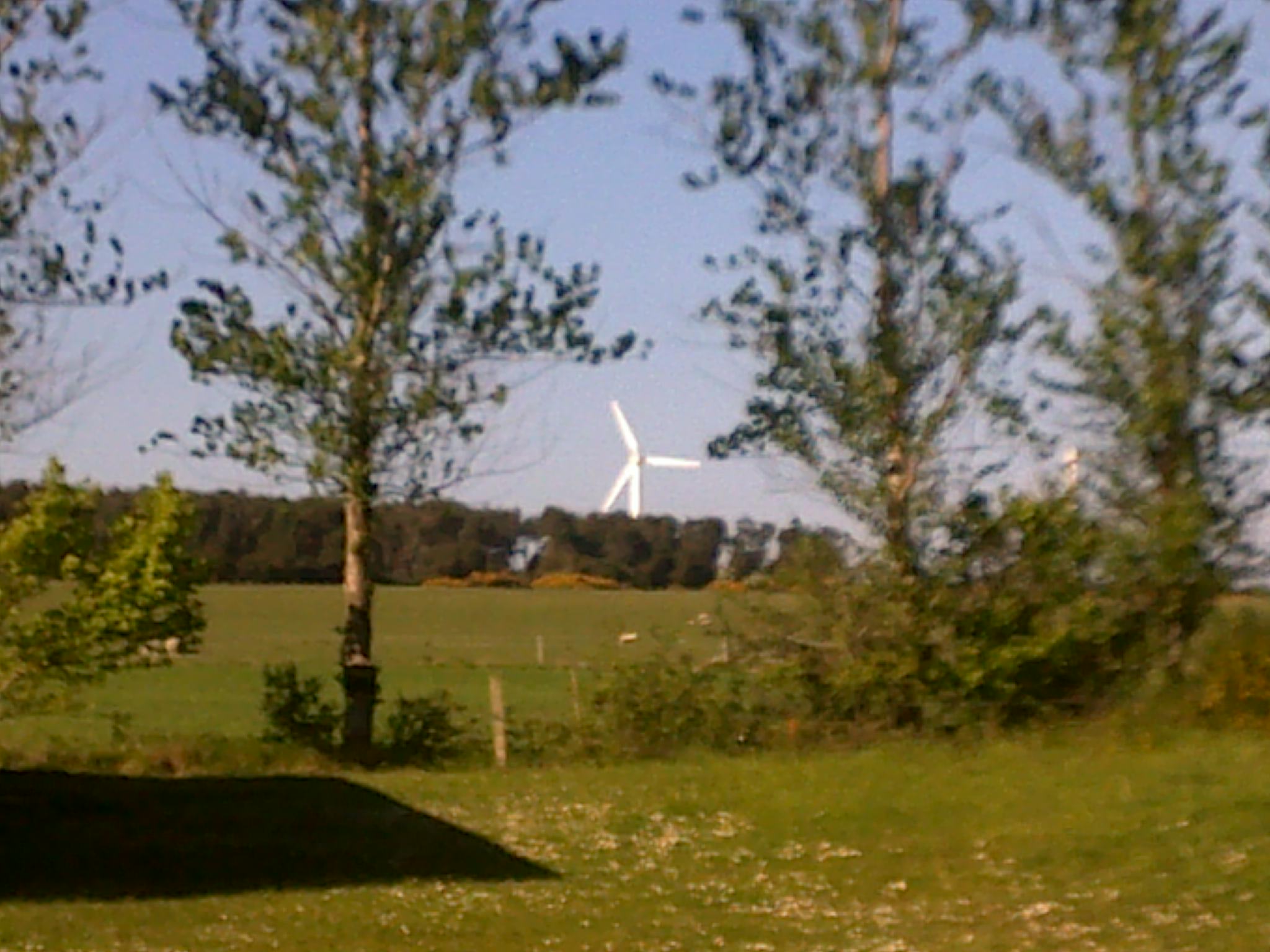 a tree is in the foreground as a wind turbine sits in the background