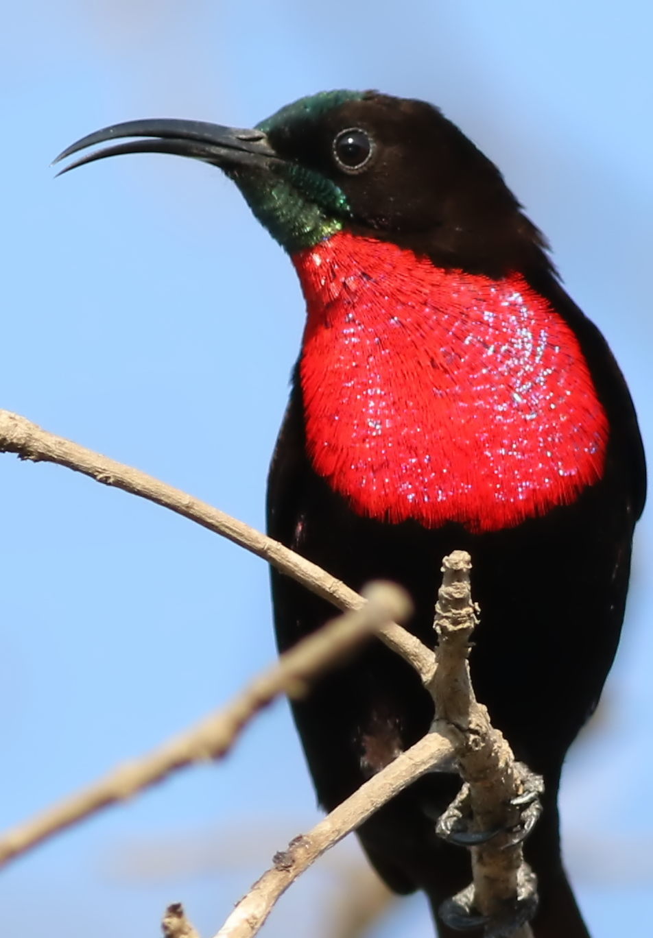red and black bird with green wings perched on nch
