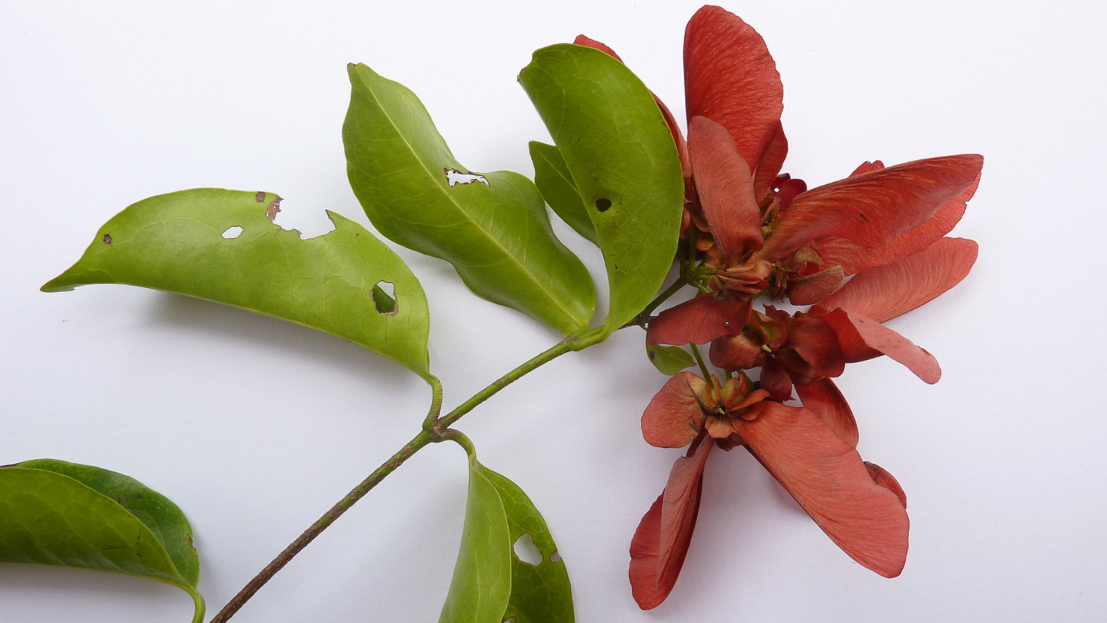 a group of three green leaves and two red flowers