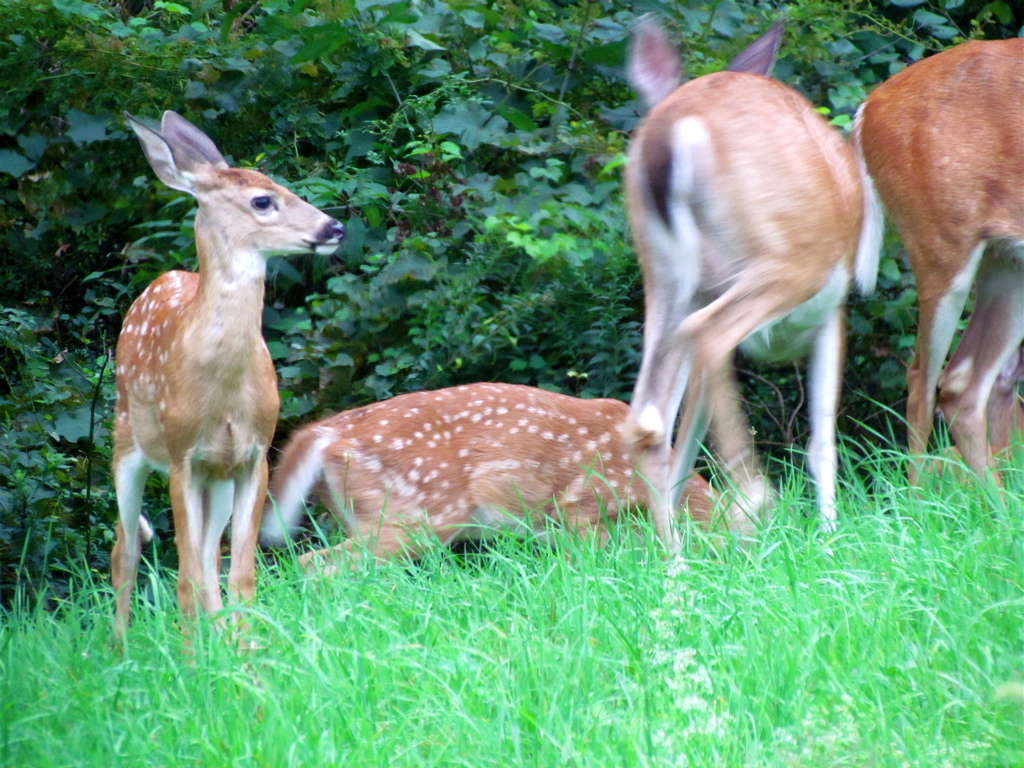 two young deer and one fawn are in the grass